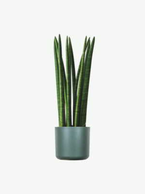 Euphorbia Ingens