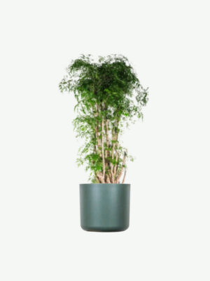 Aralia Ming