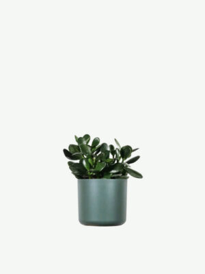 Ficus Decora Burgundy