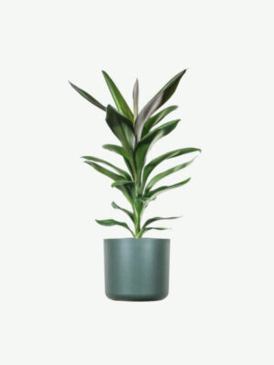 Dracaena Lisa