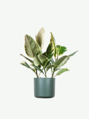 Calathea Beauty Star