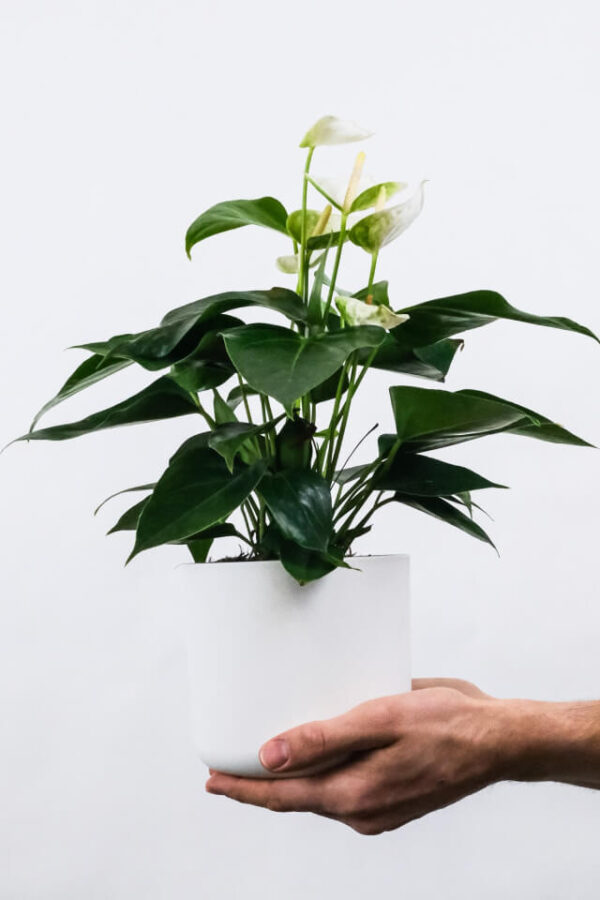 plants-shop-product-gallery-img-1 Golden Pothos Pole