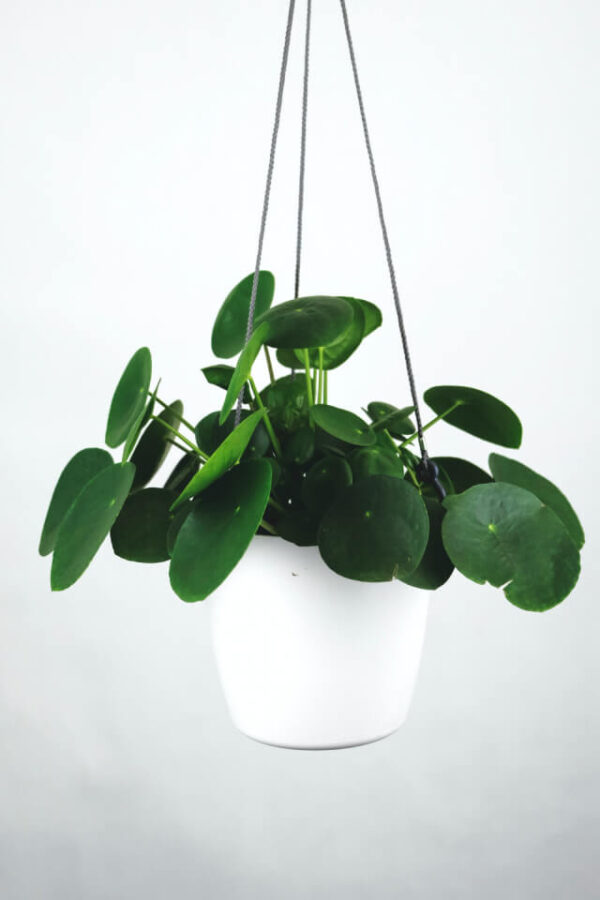 plants-shop-product-gallery-img-16 Pilea Peperomioides